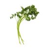#3150 Vegetables cilantro isolated on a transparent background