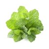 Mint leaves on white backgrounds. herbal. Spice fragrant.