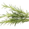 Rosemary bio herb on the white background.