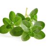 Thyme plant on white background